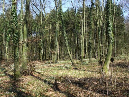 Lichter Buchenwald vor Fichten