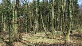 Kleinprivatwald im Teutoburger Wald