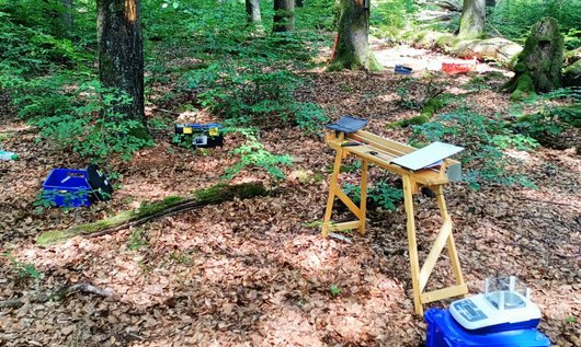 Blick auf die Versuchsfläche im Wald