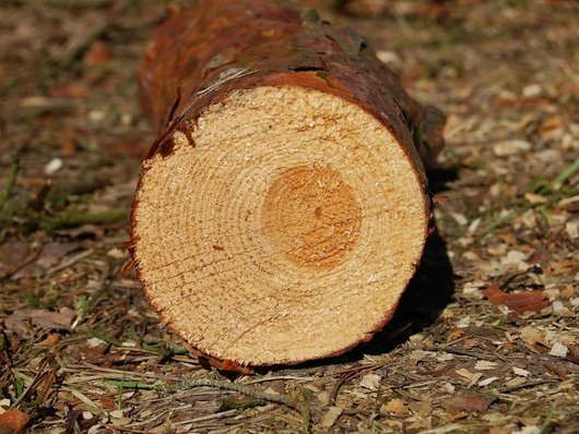 Auf dem Foto ist ein Nadelholzstamm abgebildet. Bildunterschrift: Waldholz besteht zur Hälfte seiner Masse aus Kohlenstoff. (Foto: J. Evers) 