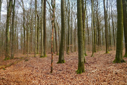 Buchen im Unterstand sterben durch die große Dichte des Baumbestandes. Foto: P. Meyer