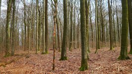 Auf dem Foto sieht man abgestorbene Buchen im Unterstand im Bramwald. Foto: P. Meyer