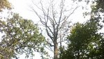 Abgestorbene Eiche zwischen grünen Eichen