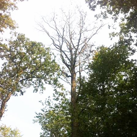 Abgestorbene Eiche zwischen grünen Eichen (Foto: NW-FVA)