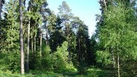 Frühlingshafter Mischwald im Harz (Foto: R. Köpsell)