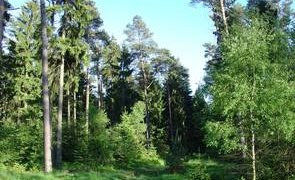 Wald in der Lüneburger Heide (Foto: R. Köpsell)