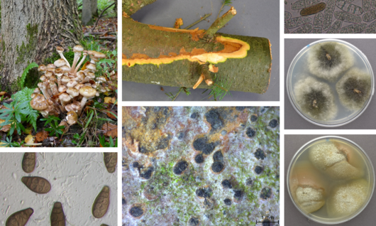 Collage von verschiedenen Pilzen