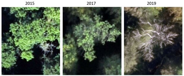 Darstellung des Schadfortschritts einer Eschenkrone. Gegenüber der hier gezeigten zweidimensionalen Darstellung ermöglicht die stereoskopische Auswertung im 3D-System eine ungleich detailreichere Abbildung der Krone und gestattet eine akkurate Einstufung der Kronenverlichtung. 