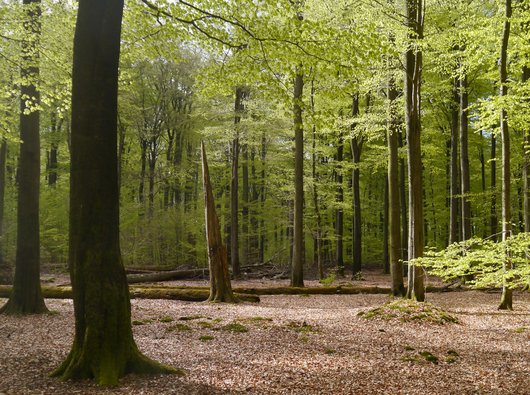 Laubwald mit viel Totholz