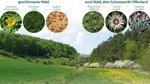 Bild von verschiedenen Pflanzen im Wald
