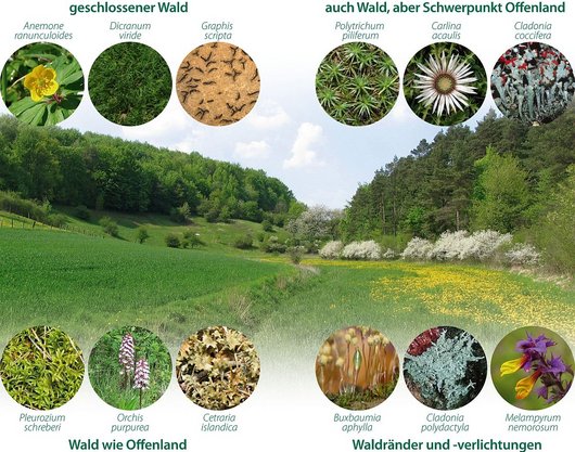 Auf dem Foto ist eine Landschaft mit Wald, Feldern und Wiesen abgebildet. Auf dem Foto sind verschiedene Pflanzen mit Namen zusätzlich auf kleinen Fotos abgebildet. Bildquelle: NW-FVA