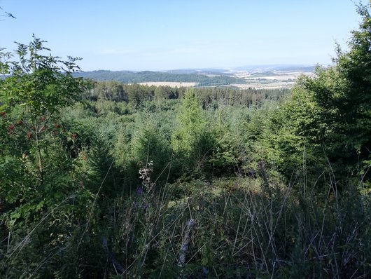 Junger Mischwald im Harz auf einer alten Sturmfläche