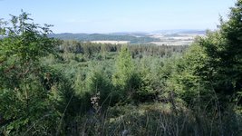 Junger Mischwald im Harz auf einer alten Sturmfläche