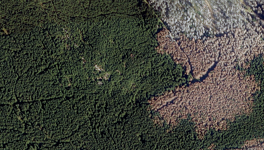 Luftbild von Waldschäden durch Borkenkäfer im Harz