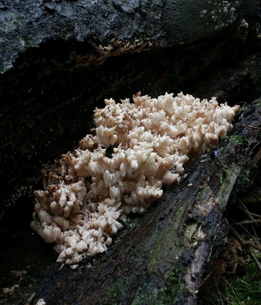 Auf dem Foto ist der Pilz Ästiger Stachelbart an einem Baum abgebildet 