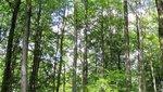 Blick von unten in grüne Buchen