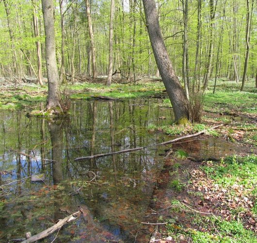 Stehendes Wasser in einem Feuchtwald