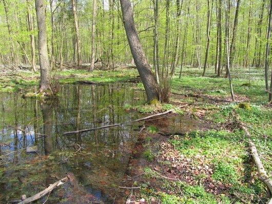 Stehendes Wasser in einem Feuchtwald