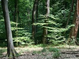 Buchenwald mit Totholz und Naturverjüngung