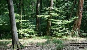 Buchenwald mit Totholz und Naturverjüngung