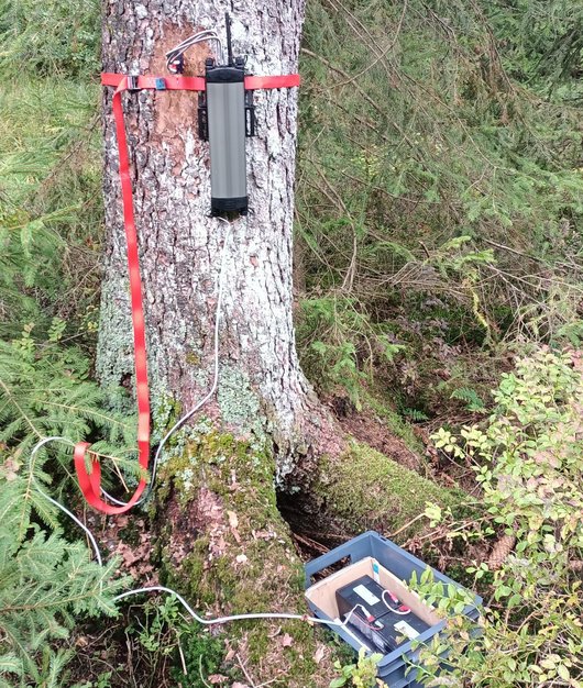 technische Geräte zur Saftflussmessung am Baumstamm