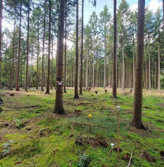 Blick in einen Wald mit Messinstrumenten