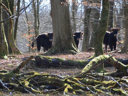 Heckrinder im Hutewald Reiherbachtal im Solling. (Foto: A. Mölder)