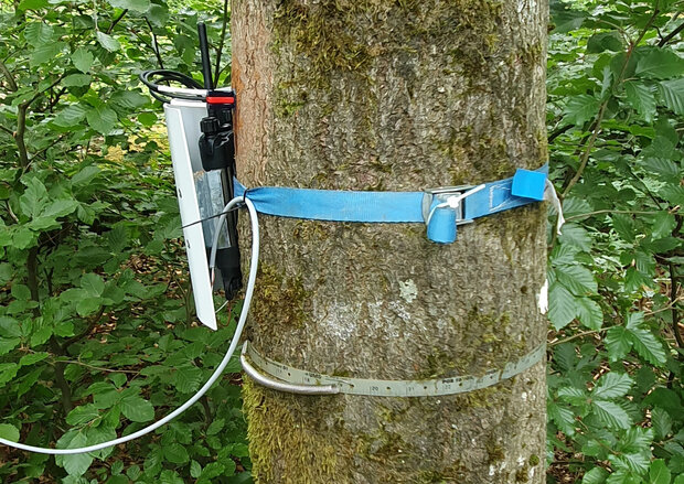 Messgeräte zur Saftflussmessung, die an einem Baumstamm fixiert sind