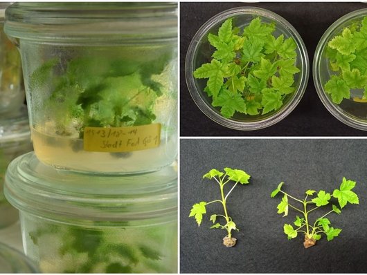 Die Abbildung zeigt eine Abfolge von 3 Fotos zur Erzeugung von klonalen Bergahorn-Jungpflanzen mit Hilfe der pflanzlichen Gewebekultur. 