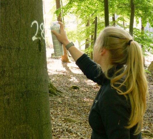 Försterin markiert Baum mit Sprühfarbe