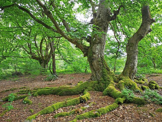 Knorrige Bäume im Hutewald