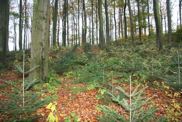 kleine Weißtannen unter alten Buchen