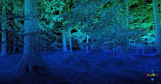 blau eingefärbtes Bild eines Laubholzbestandes