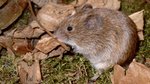 braune Erdmaus auf Moss und trockenen Blättern