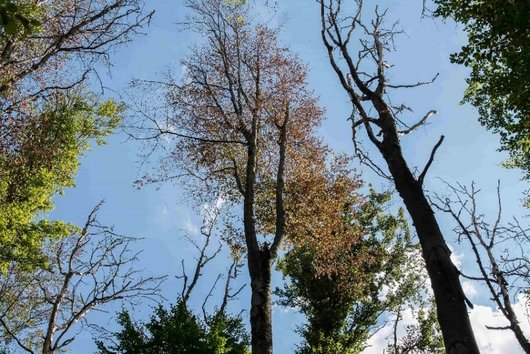 Blick in trockene Buchenkronen