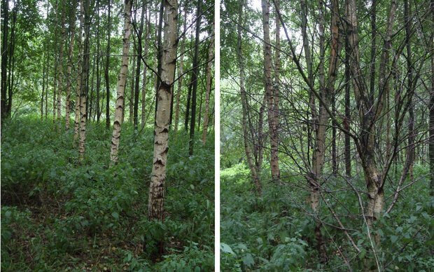 Birken guter und schlechter Qualität