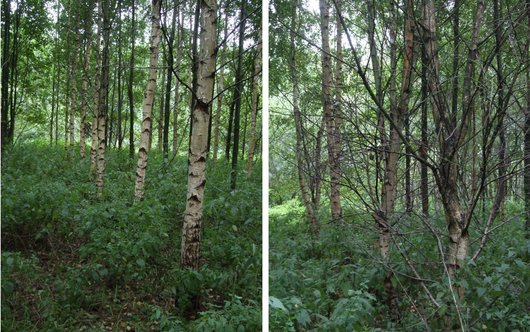 Birken guter und schlechter Qualität