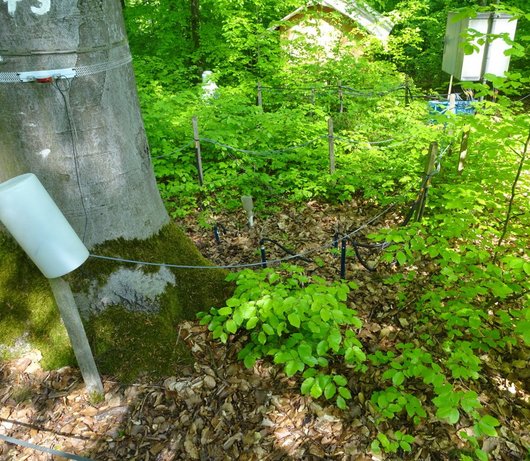 Messinstrumente auf einem Waldboden