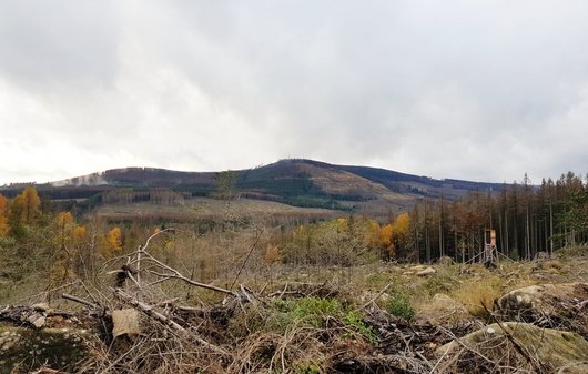 Wald-Landschaft im Harz, welche sehr viele Freiflächen und vom Borkenkäfer befallene Waldbestände aufweist.