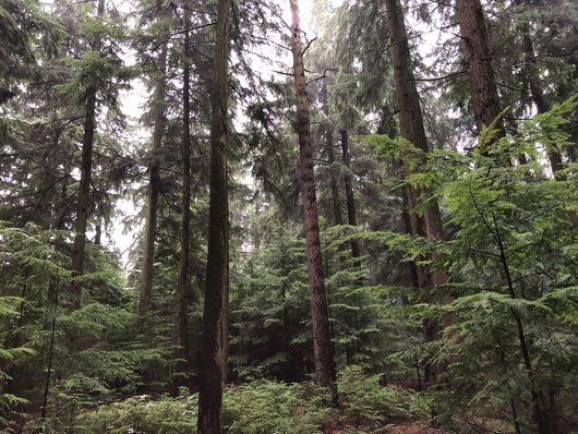 Auf dem Foto ist eine Versuchsfläche in einem 81-jährigen Bestand aus Kanadischer Hemlocktanne (Tsuga canadensis) mit Jungwuchs und einzelstammweiser Waldkiefer (Pinus sylvestris) abgebildet. Foto: M. Werning