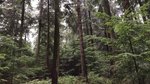 Bestand mit Kanadischer Hemlocktanne