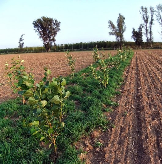 Blick auf eine Ackerfläche mit schmalen Forststreifen