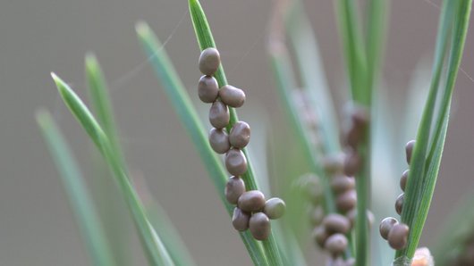 Graue Eier des Kiefernspinners kleben an Kiefernnadeln