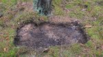Blick auf freigelegten Waldboden