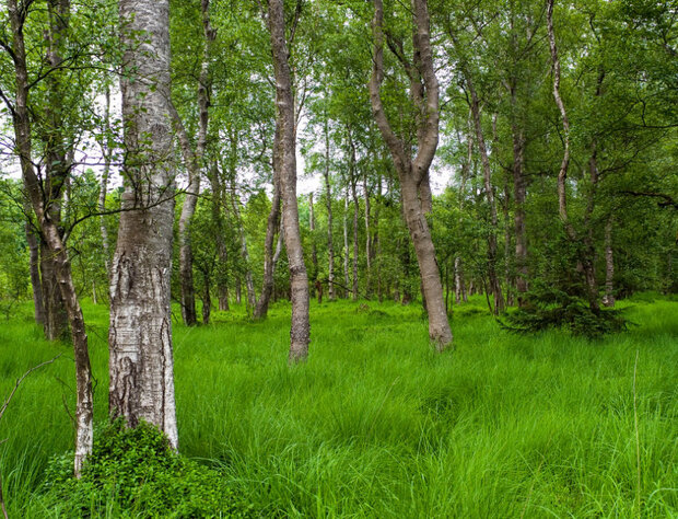 Feuchtgebiet mit dicken Birken