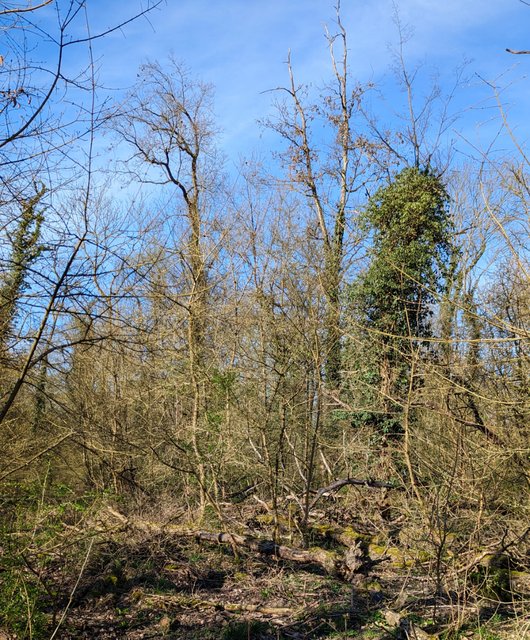 Trockene Bäume im Hessischen Ried