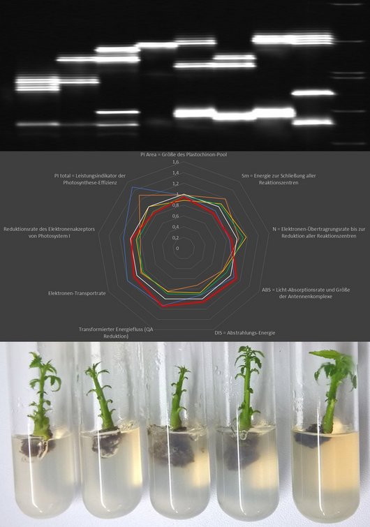 Die Abbildung 2 ist aus drei Abbildungen zusammengesetzt: Abb. oben: Es ist eine DNA-Analytik (Juglans) dargestellt. Abbildung Mitte: Es ist ein Schaubild über Chlorophyll-Effizienz (Juglans) dargestellt; Abb. unten: Mini-Pflänzchen auf einer Nährlösung im Labor