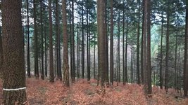 Douglasienversuchsfläche in Riefensbeek mit Rotbuchenvoranbau (Foto: M. Wilke)