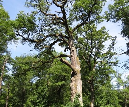 Blick in einen Baum mit einer Höhle im Stamm