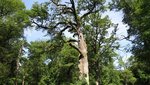 Blick in einen Baum mit einer Höhle im Stamm